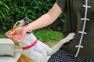 Soft focus of a cute white and brown dog playfully biting a man's hand, highlighting potential risks of dog bites, including rabies and infection.